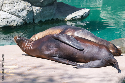 Obraz na płótnie Sea lions basking under the sun by the water at a coastal rescue center during a warm afternoon w salonie