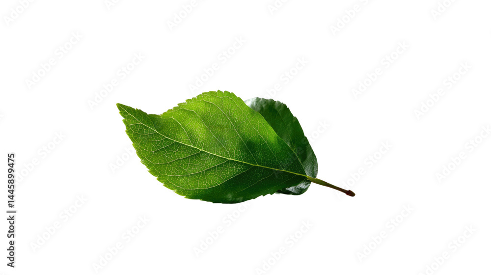Obraz premium Vibrant Leaf Unveiled: A close-up captures a radiant green leaf, its delicate veins and intricate edges revealed, inviting viewers to observe the pure essence of nature.