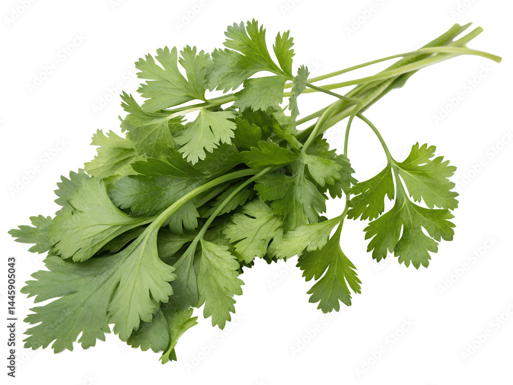 Fresh Cilantro Herb Bundle Isolate on transparent background cutout, PNG file, Cutout file