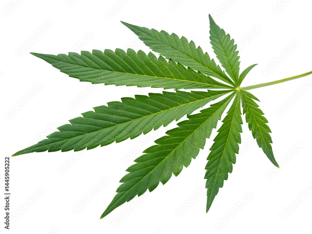 Isolated on white, a green cannabis leaf, also known as hemp or marijuana, is a natural herb