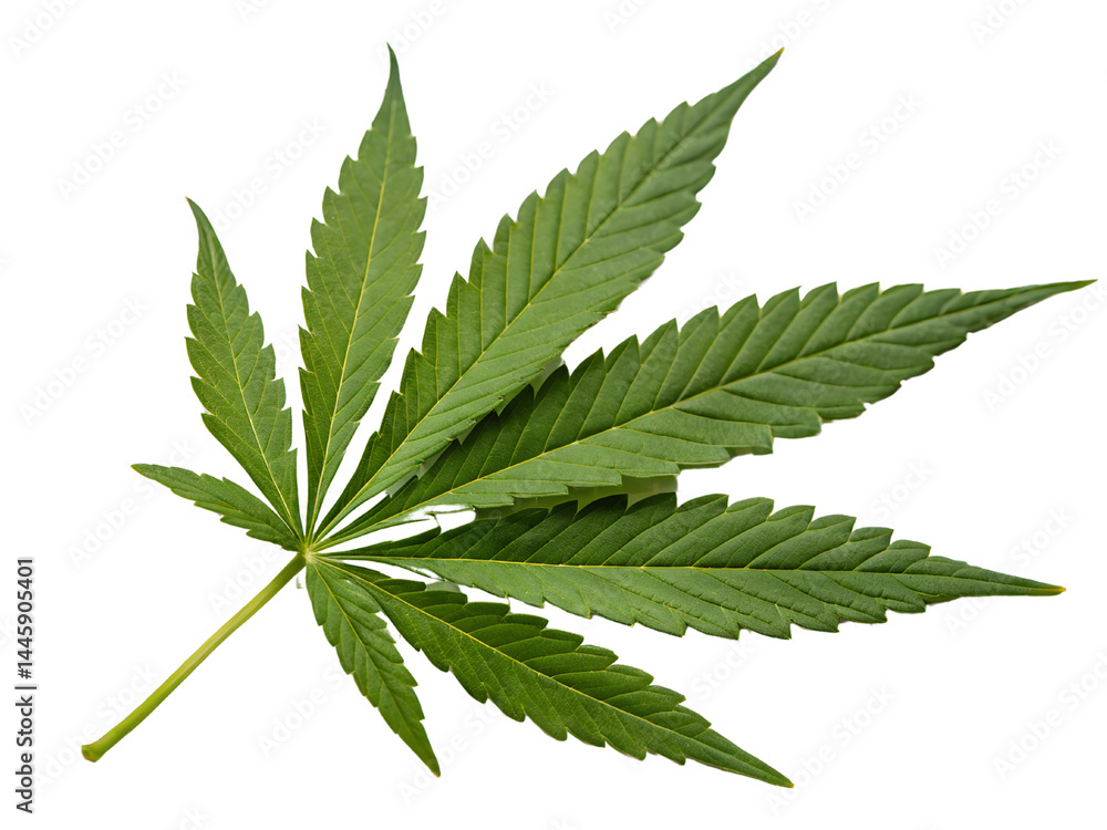 Isolated on white, a green cannabis leaf, also known as hemp or marijuana, is a natural herb