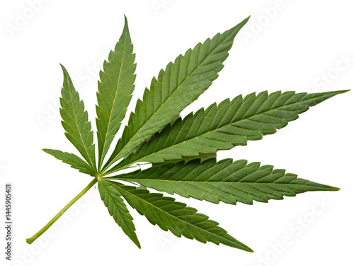 Obraz na płótnie Isolated on white, a green cannabis leaf, also known as hemp or marijuana, is a natural herb w salonie