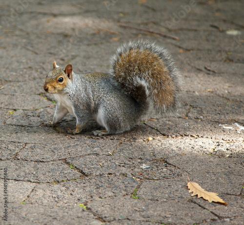 Obraz na płótnie Cute squirrel in Company gardens Cape Town, South Africa w salonie