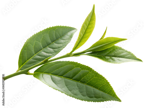 Fresh Green Tea Leaves on Branch Isolate on transparent background cutout, PNG file, Cutout file
