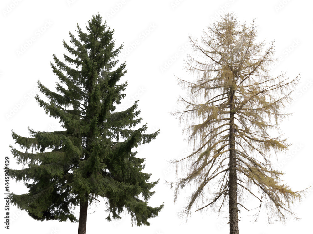 Different Types of Coniferous Trees Isolate on transparent background cutout, PNG file, Cutout file