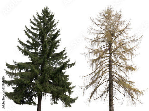 Different Types of Coniferous Trees Isolate on transparent background cutout, PNG file, Cutout file