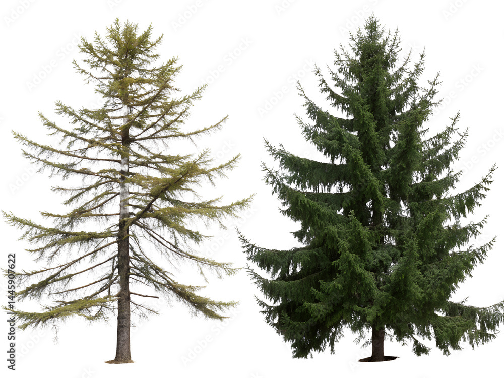 Different Types of Coniferous Trees Isolate on transparent background cutout, PNG file, Cutout file