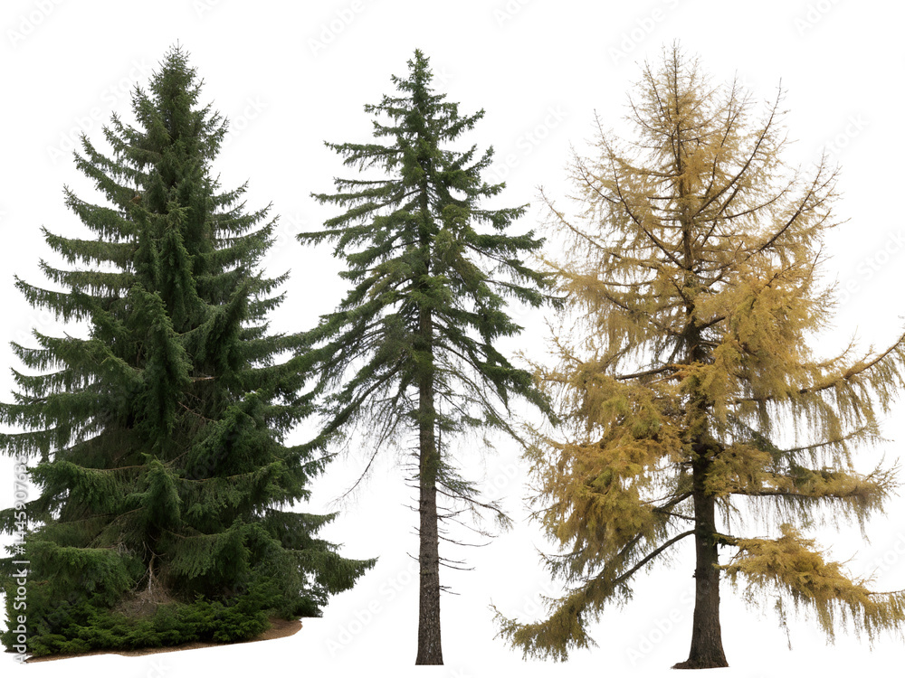 Different Types of Coniferous Trees Isolate on transparent background cutout, PNG file, Cutout file