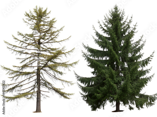 Obraz na płótnie Different Types of Coniferous Trees Isolate on transparent background cutout, PNG file, Cutout file w salonie