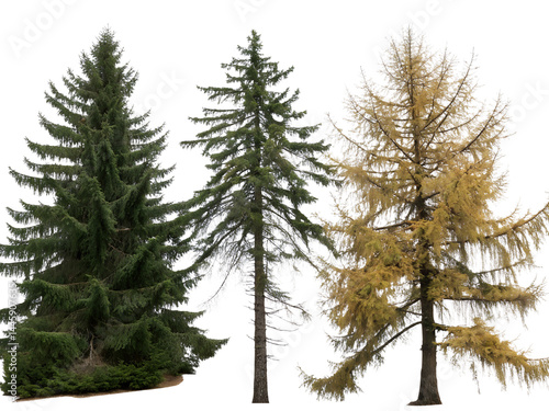 Obraz na płótnie Different Types of Coniferous Trees Isolate on transparent background cutout, PNG file, Cutout file w salonie