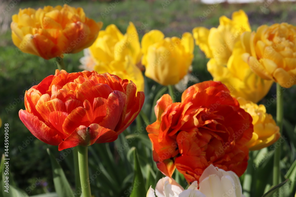 Fototapeta premium Terry tulips. Yellow and red tulips on green background. Close-up of spring flowers. Bright tulips bloom in the garden. Landscape of tulip flower plants. Spring blooming background. Floral background