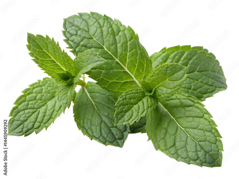 Fresh Mint Leaves Isolate on transparent background cutout, PNG file, Cutout file Fresh Mint Leaves Isolate on transparent background cutout, PNG file, Cutout file