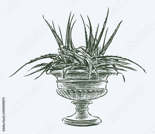 Agave cactus sketch in classic stone interior vase,  муrealistic hand drawing, vector illustration