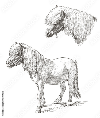 Sketch of harnessed pony, animal head, realistic hand drawing, vector illustration isolated on white