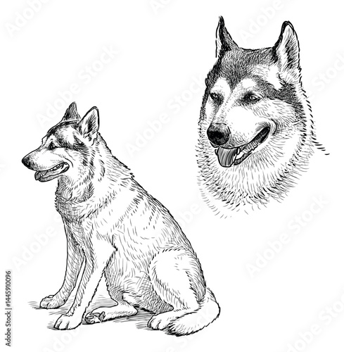 Sketch of german shepherd, guard dog, animal portrait, sitting, watching, realistic hand drawn vector illustration