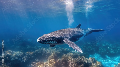 Humpback Whale Swimming Underwater With Coral Reef On Background. Marine Life In The Ocean.