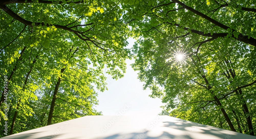 Fototapeta premium Sunlit Canopy A Serene Path Through Lush Green Trees and Sunlight