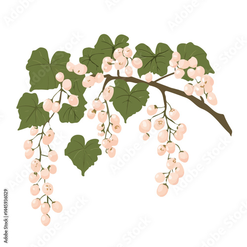 Flowering Grapevine In Spring, Flat vector, minimalist design, isolated on a white background.