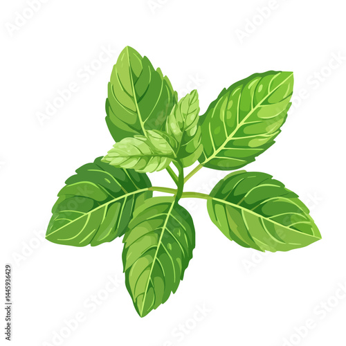 Fresh Green Mint Leaves In Spring, Flat vector, minimalist design, isolated on a white background.