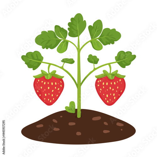 Fresh Strawberries Growing, Flat vector, minimalist design, isolated on a white background.