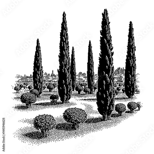 Vintage Italian Cypress Trees Landscape Field Black and White Outline Line Art Drawing Engraving Style