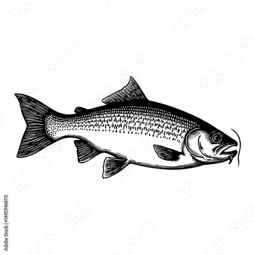 Black and White Outline Line Art Drawing of a Tench Fish Vintage Style Isolated Object