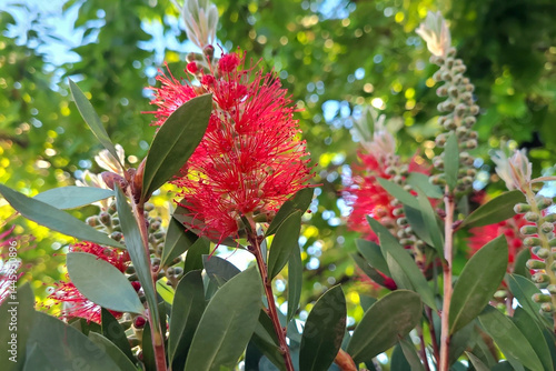 Vászonkép Crimson bottlebrush plant (Callistemon citrinus)