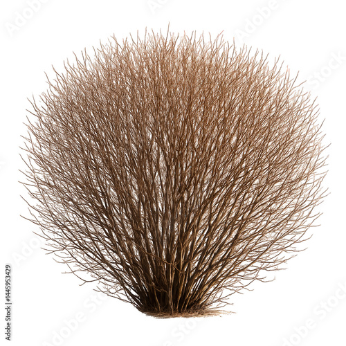 Complex natural woody structure of a leafless bush, exhibiting the beautiful dense tangle of thin autumn brown branches.