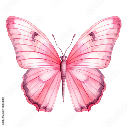 butterfly isolated on white
