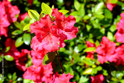 close up of bright pink azalea flowers with green leaves in the background