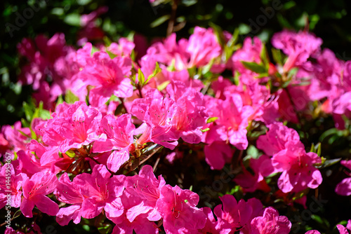 close up of bright pink azalea flowers