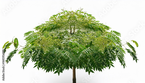 siamese neem tree azadirachta indica juss isolated on white background