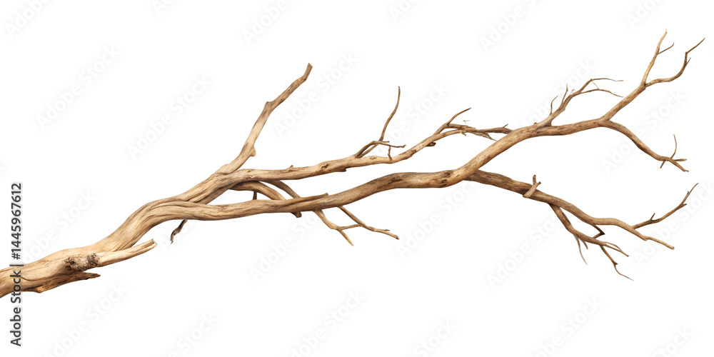 Realistic dry twisted tree branch with bare twigs isolated on transparent background
Realistic dry twisted tree branch with bare twigs isolated on transparent background
