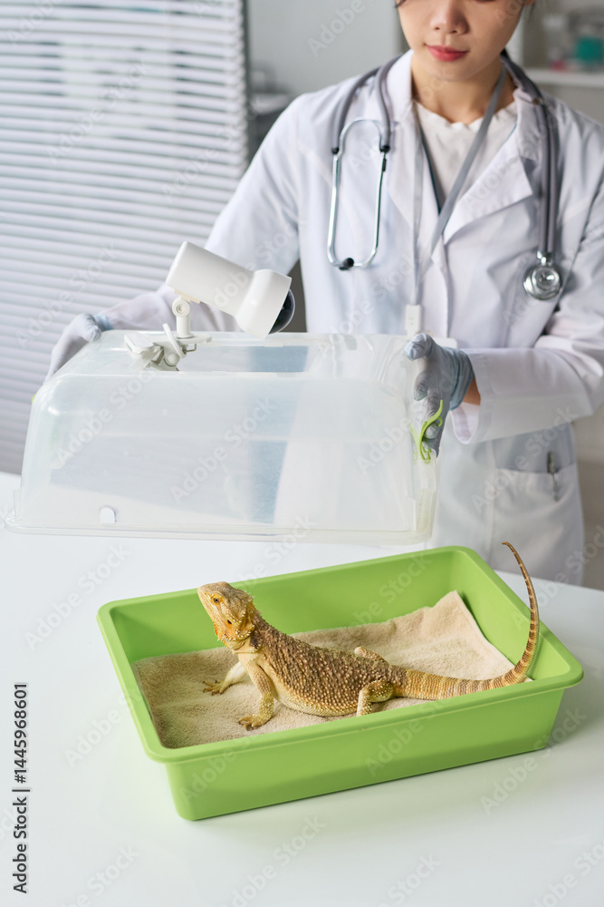 Young Asian female vet in medical gloves and lab coat standing by desk in clinical office, opening pet carrier with iguana in it
