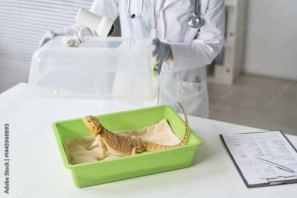 Unrecognizable vet in medical gloves and lab coat standing by desk in clinical office, opening pet carrier with iguana in it