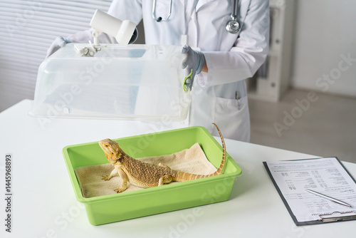 Obraz na płótnie Unrecognizable vet in medical gloves and lab coat standing by desk in clinical office, opening pet carrier with iguana in it w salonie
