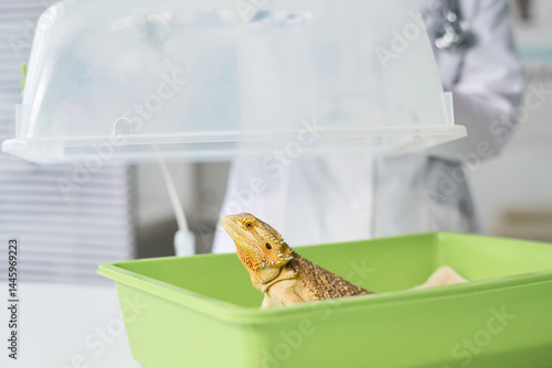 Unrecognizable vet in lab coat standing at desk in office, opening pet carrier with iguana in it