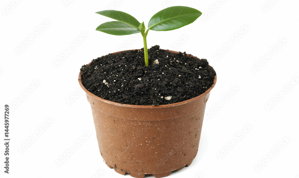 Sprout Tiny seedling growing in dark soil within a small brown pot on a white background Sprout Tiny seedling growing in dark soil within a small brown pot on a white background