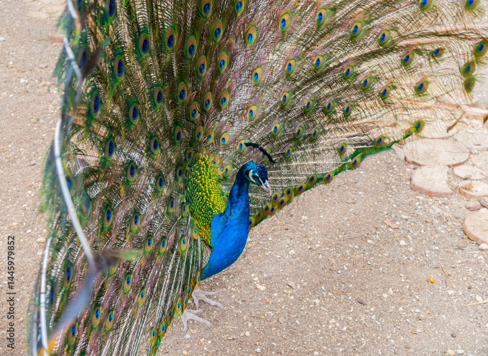 Obraz premium Beautiful Peacock at the zoo