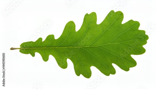 A single green oak leaf with a lobed shape and visible vein patterns is isolated against a plain white background, highlighting its natural details.