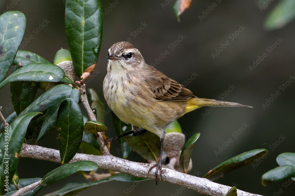 Naklejka premium Palm Warbler