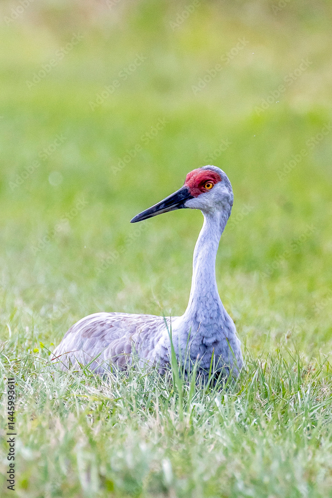 Naklejka premium Sandhill Crane
