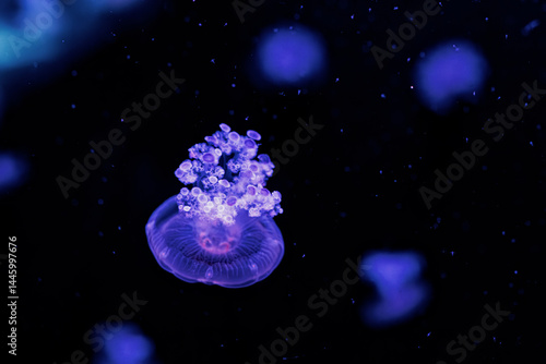 Obraz na płótnie underwater photography jellyfish Cotylorhiza tuberculata, Mediterranean jellyfish w salonie
