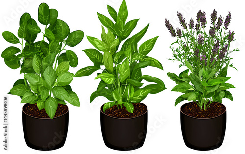 Wallpaper Mural Three Potted Herbs Basil, Sage, and Lavender Torontodigital.ca