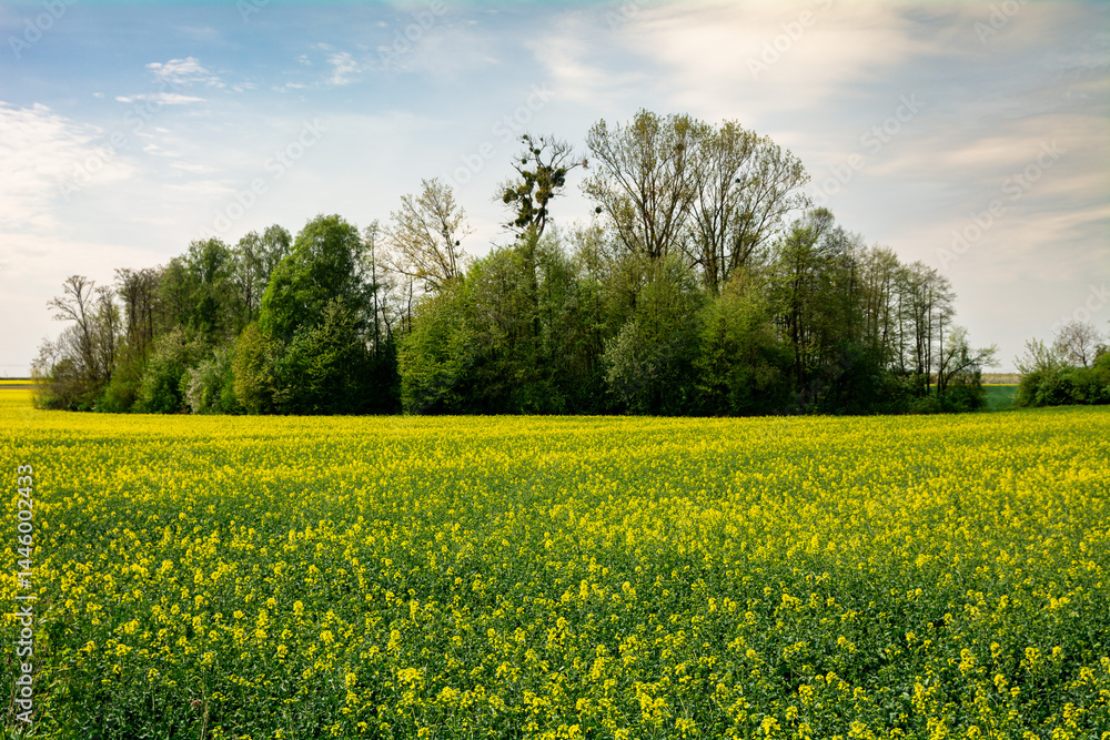 kwitnące pole rzepaku wczesną wiosną