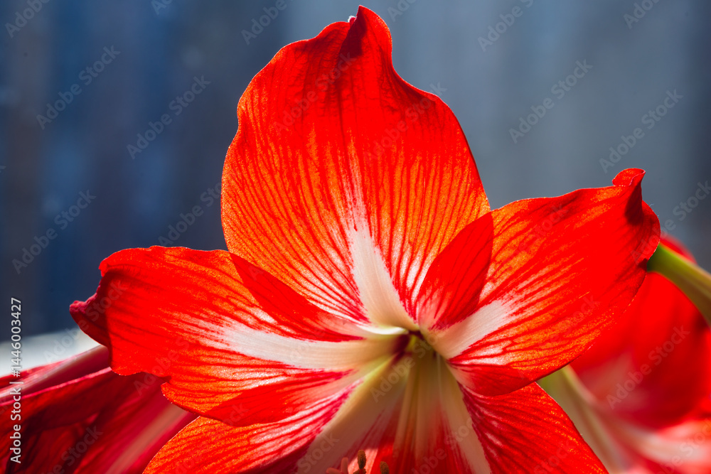 Fototapeta premium Red Amaryllis in bloom, lilium in bloom.