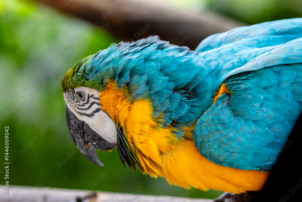 Obraz premium Detail of blue and yellow macaw, parrot at a bird sanctuary in Cartagena, Colombia