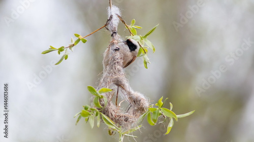 Photography bird on a branch