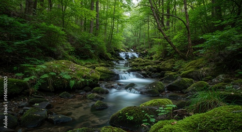 water source in forest
