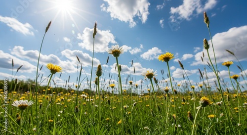 field of daisies